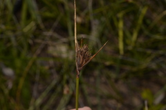Ptilothrix deusta