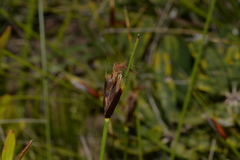 Ptilothrix deusta