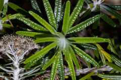 Ozothamnus reticulatus