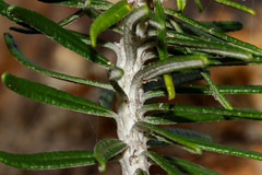 Ozothamnus reticulatus