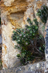 Ozothamnus reticulatus