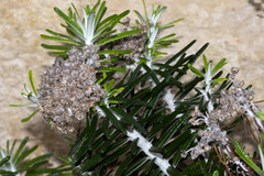 Ozothamnus reticulatus