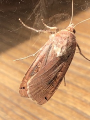 Noctua pronuba