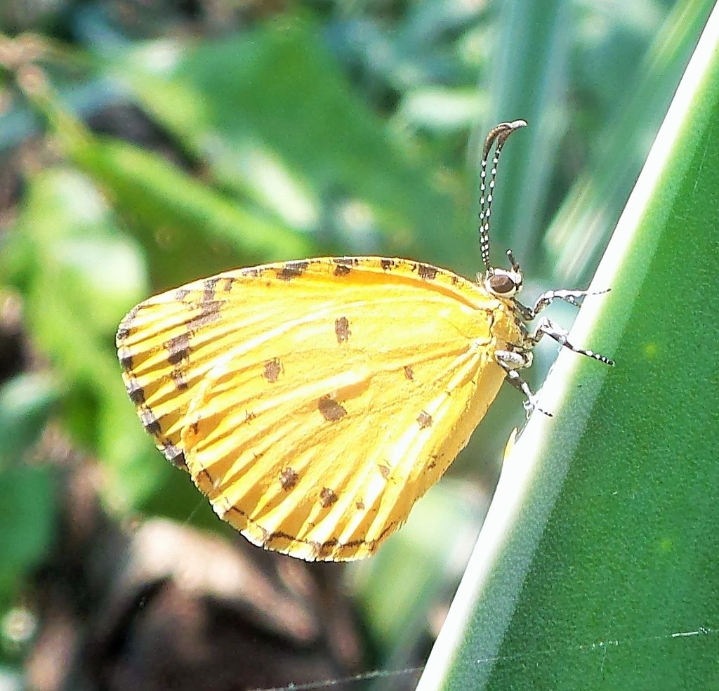 Teriomima puella