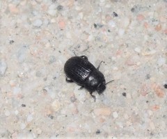 Phylan ulyssiponensis