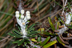 Ozothamnus reticulatus
