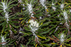Ozothamnus reticulatus