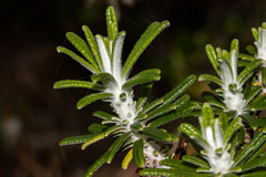 Ozothamnus reticulatus