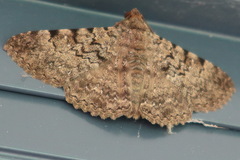 Polydesma boarmoides