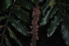 Davidsonia jerseyana