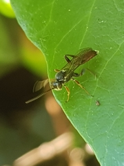 Baranisobas ridibundus