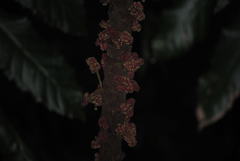 Davidsonia jerseyana