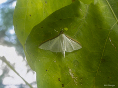 Cydalima laticostalis