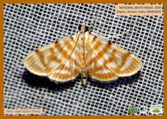 Notarcha