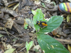 Huechys fusca