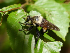 Laphria grossa