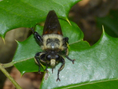 Laphria grossa