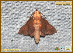 Lasiocampoidea