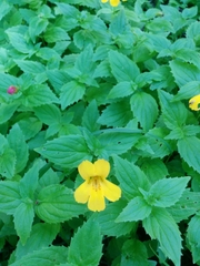 Erythranthe dentata