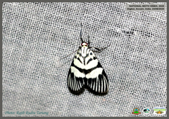 Heortia