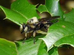 Laphria grossa