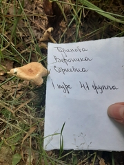 Infundibulicybe gibba