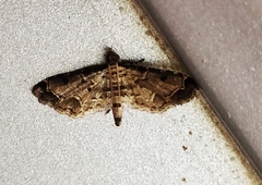 Sufetula