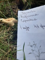 Infundibulicybe gibba