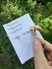 Infundibulicybe gibba