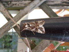 Autographa gamma