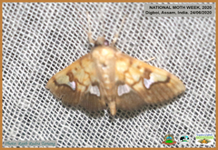 Nosophora