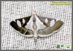 Glyphodes bicolor