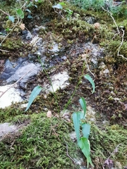 Phyteuma scheuchzeri