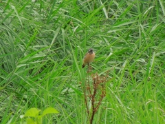 Saxicola stejnegeri