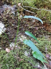 Phyteuma scheuchzeri