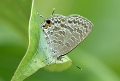 Catopyrops ancyra