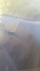 Somatochlora alpestris