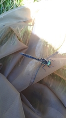 Somatochlora alpestris