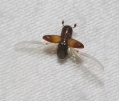 Monarthrum dentigerum