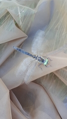 Somatochlora alpestris