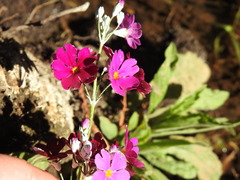 Primula malacoides