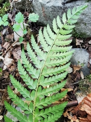 Polystichum aculeatum