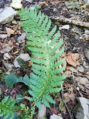 Polystichum aculeatum
