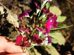 Primula malacoides
