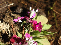 Primula malacoides