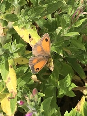 Pyronia tithonus