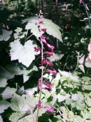 Tolmiea diplomenziesii