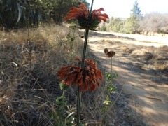 Leonotis nepetifolia nepetifolia