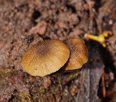 Simocybe phlebophora