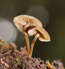 Simocybe phlebophora